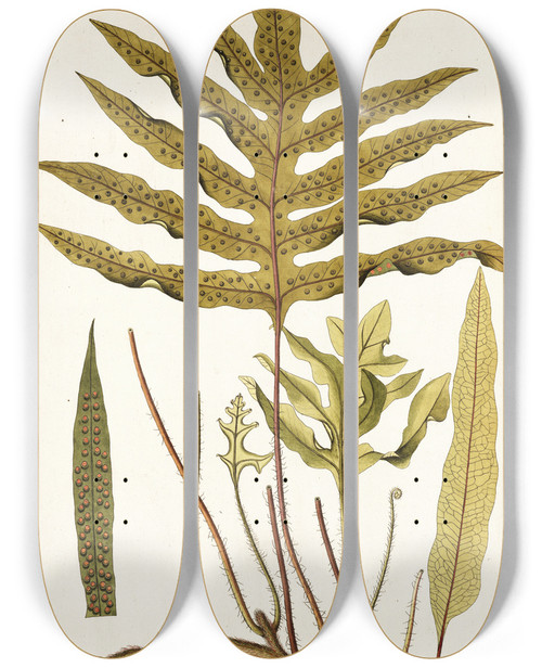 Triptych art skateboard deck of Nikolaus Joseph Freiherr Von Jacquin Polypodium Phymatodes by Nikolaus Joseph Freiherr Von Jacquin (1727-1817)