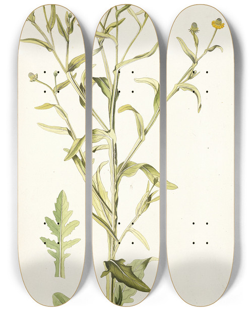 Triptych art skateboard deck of Nikolaus Joseph Freiherr Von Jacquin Rudbeckia Alata by Nikolaus Joseph Freiherr Von Jacquin (1727-1817)