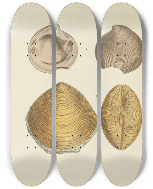 Triptych art skateboard deck of James Sowerby The Mineral Conchology Of Great Britain Pl308 by James Sowerby (1757-1822)