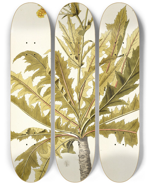Triptych art skateboard deck of Nikolaus Joseph Freiherr Von Jacquin Sonchus Fruticosus by Nikolaus Joseph Freiherr Von Jacquin (1727-1817)