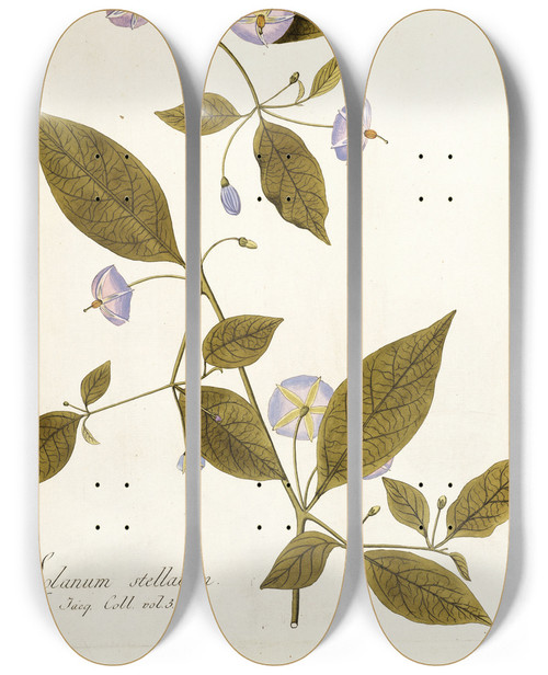 Triptych art skateboard deck of Nikolaus Joseph Freiherr Von Jacquin Solanum Stellatum by Nikolaus Joseph Freiherr Von Jacquin (1727-1817)