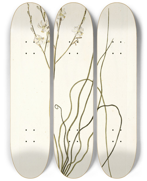 Triptych art skateboard deck of Nikolaus Joseph Freiherr Von Jacquin Anthericum Flexifolium by Nikolaus Joseph Freiherr Von Jacquin (1727-1817)