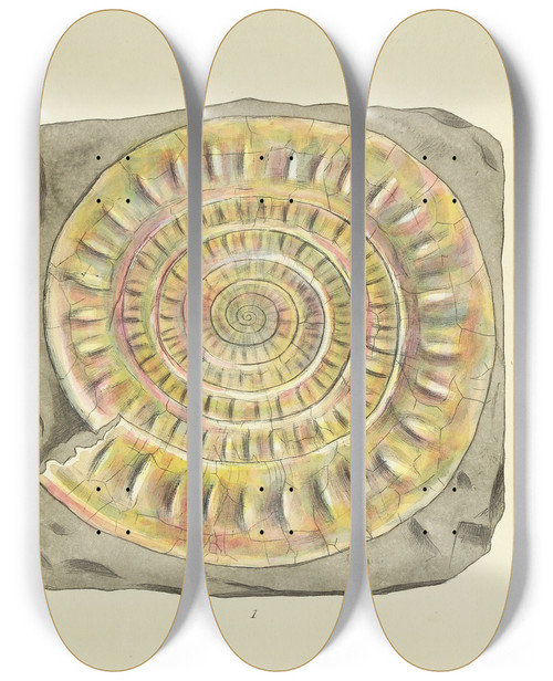 Triptych art skateboard deck of James Sowerby The Mineral Conchology Of Great Britain Pl531 by James Sowerby (1757-1822)