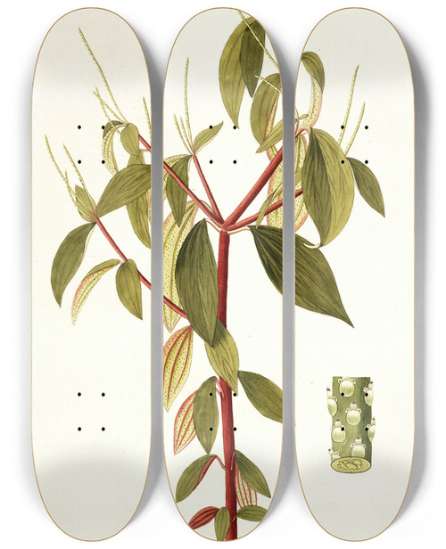 Triptych art skateboard deck of Nikolaus Joseph Freiherr Von Jacquin Piper Blandum by Nikolaus Joseph Freiherr Von Jacquin (1727-1817)