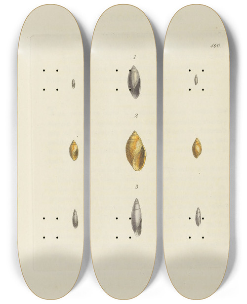 Triptych art skateboard deck of James Sowerby The Mineral Conchology Of Great Britain Pl541 by James Sowerby (1757-1822)