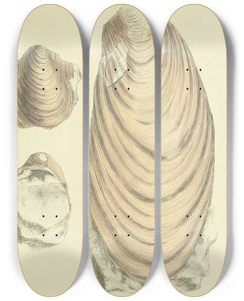 Triptych art skateboard deck of James Sowerby The Mineral Conchology Of Great Britain Pl524 by James Sowerby (1757-1822)