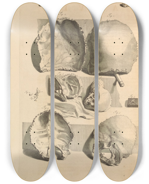 Triptych art skateboard deck of Gerard De Lairesse Anatomia Humani Corporis Pl091 by Gerard de Lairesse (1641-1711)