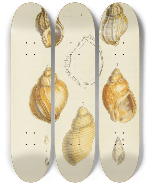 Triptych art skateboard deck of James Sowerby The Mineral Conchology Of Great Britain Pl567 by James Sowerby (1757-1822)