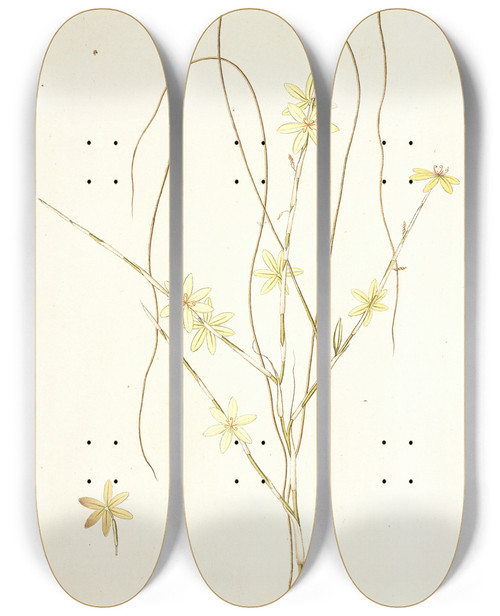 Triptych art skateboard deck of Nikolaus Joseph Freiherr Von Jacquin Moraea Virgata by Nikolaus Joseph Freiherr Von Jacquin (1727-1817)