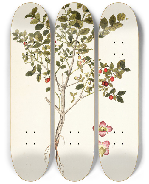 Triptych art skateboard deck of Nikolaus Joseph Freiherr Von Jacquin Myginda Rhacoma by Nikolaus Joseph Freiherr Von Jacquin (1727-1817)