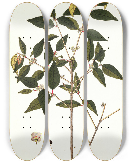 Triptych art skateboard deck of Nikolaus Joseph Freiherr Von Jacquin Eugenia Baruensis by Nikolaus Joseph Freiherr Von Jacquin (1727-1817)
