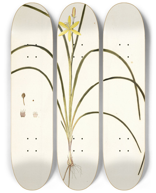 Triptych art skateboard deck of Nikolaus Joseph Freiherr Von Jacquin Ixia Fragrans by Nikolaus Joseph Freiherr Von Jacquin (1727-1817)