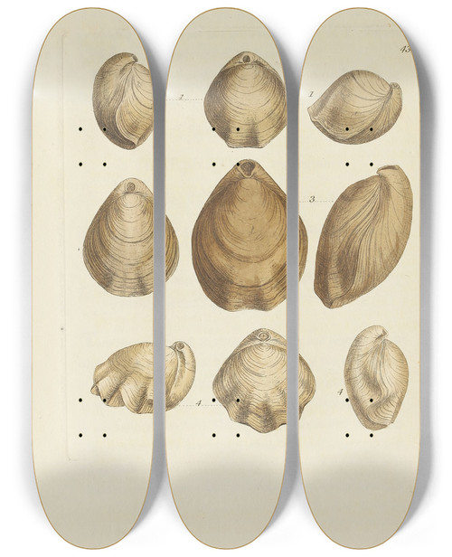 Triptych art skateboard deck of James Sowerby The Mineral Conchology Of Great Britain Pl518 by James Sowerby (1757-1822)