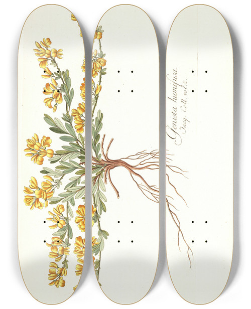 Triptych art skateboard deck of Nikolaus Joseph Freiherr Von Jacquin Spartium Decumbens by Nikolaus Joseph Freiherr Von Jacquin (1727-1817)