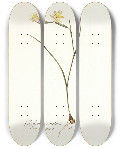 Triptych art skateboard deck of Nikolaus Joseph Freiherr Von Jacquin Gladiolus Tenellus by Nikolaus Joseph Freiherr Von Jacquin (1727-1817)