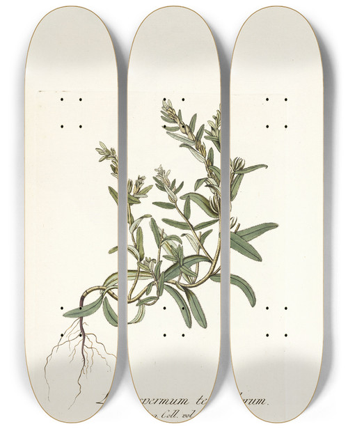Triptych art skateboard deck of Nikolaus Joseph Freiherr Von Jacquin Lithospermum Tenuiflorum by Nikolaus Joseph Freiherr Von Jacquin (1727-1817)