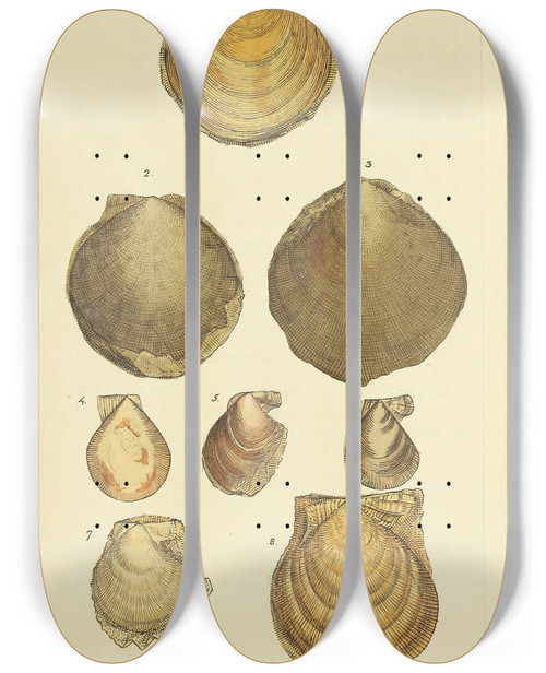 Triptych art skateboard deck of James Sowerby The Mineral Conchology Of Great Britain Pl398 by James Sowerby (1757-1822)