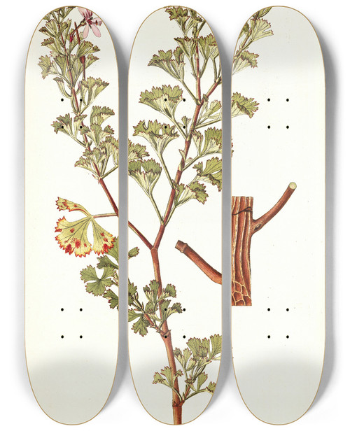 Triptych art skateboard deck of Nikolaus Joseph Freiherr Von Jacquin Pelargonium Ternatum by Nikolaus Joseph Freiherr Von Jacquin (1727-1817)