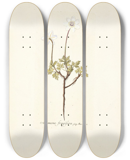 Triptych art skateboard deck of Nikolaus Joseph Freiherr Von Jacquin Anemone Fragifera by Nikolaus Joseph Freiherr Von Jacquin (1727-1817)