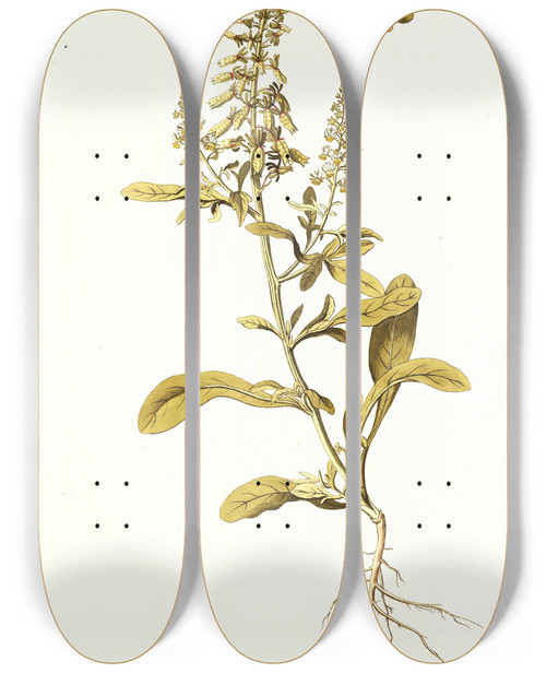 Triptych art skateboard deck of Nikolaus Joseph Freiherr Von Jacquin Reseda Mediterranea by Nikolaus Joseph Freiherr Von Jacquin (1727-1817)