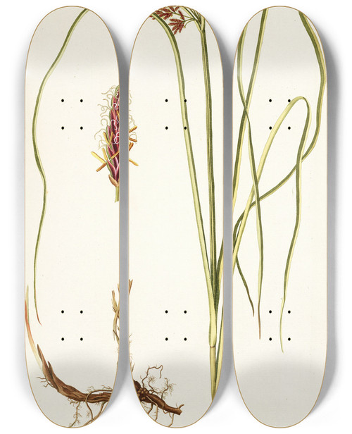 Triptych art skateboard deck of Nikolaus Joseph Freiherr Von Jacquin Cyperus Tenuiflorus by Nikolaus Joseph Freiherr Von Jacquin (1727-1817)