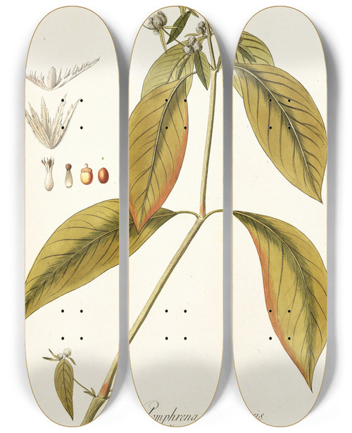 Triptych art skateboard deck of Nikolaus Joseph Freiherr Von Jacquin Gomphrena Brasiliensis by Nikolaus Joseph Freiherr Von Jacquin (1727-1817)