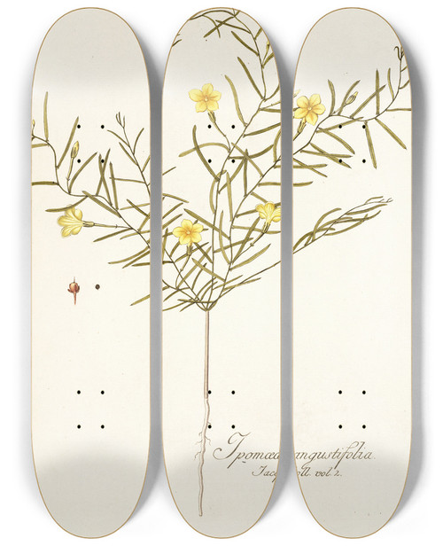 Triptych art skateboard deck of Nikolaus Joseph Freiherr Von Jacquin Ipomoea Angustifolia by Nikolaus Joseph Freiherr Von Jacquin (1727-1817)
