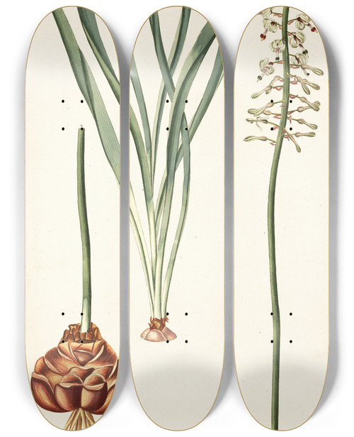 Triptych art skateboard deck of Nikolaus Joseph Freiherr Von Jacquin Drimia Elata by Nikolaus Joseph Freiherr Von Jacquin (1727-1817)
