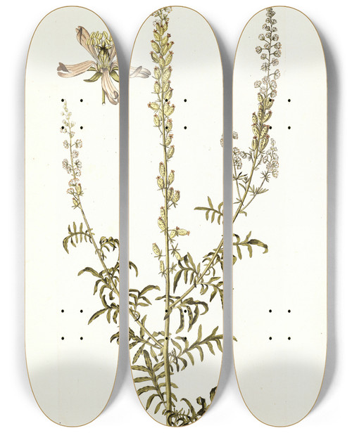 Triptych art skateboard deck of Nikolaus Joseph Freiherr Von Jacquin Reseda Fruticolosa by Nikolaus Joseph Freiherr Von Jacquin (1727-1817)