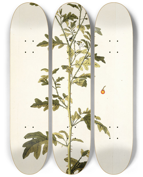 Triptych art skateboard deck of Nikolaus Joseph Freiherr Von Jacquin Solanum Milleri by Nikolaus Joseph Freiherr Von Jacquin (1727-1817)
