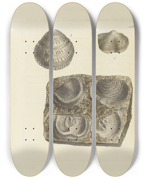 Triptych art skateboard deck of James Sowerby The Mineral Conchology Of Great Britain Pl540 by James Sowerby (1757-1822)