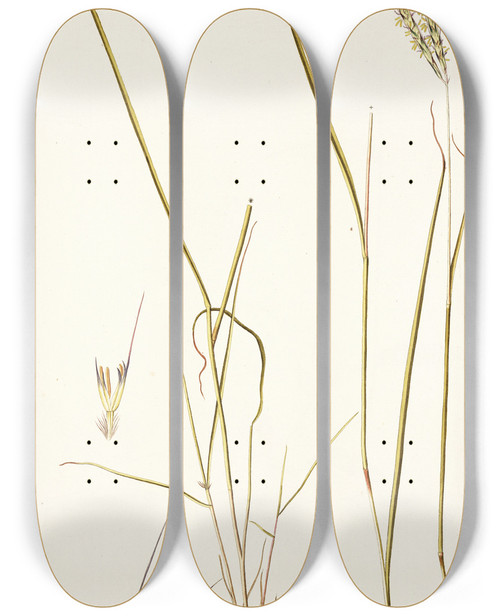 Triptych art skateboard deck of Nikolaus Joseph Freiherr Von Jacquin Andropogon Distachyos by Nikolaus Joseph Freiherr Von Jacquin (1727-1817)