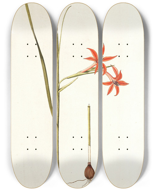 Triptych art skateboard deck of Nikolaus Joseph Freiherr Von Jacquin Gladiolus Watsonius by Nikolaus Joseph Freiherr Von Jacquin (1727-1817)