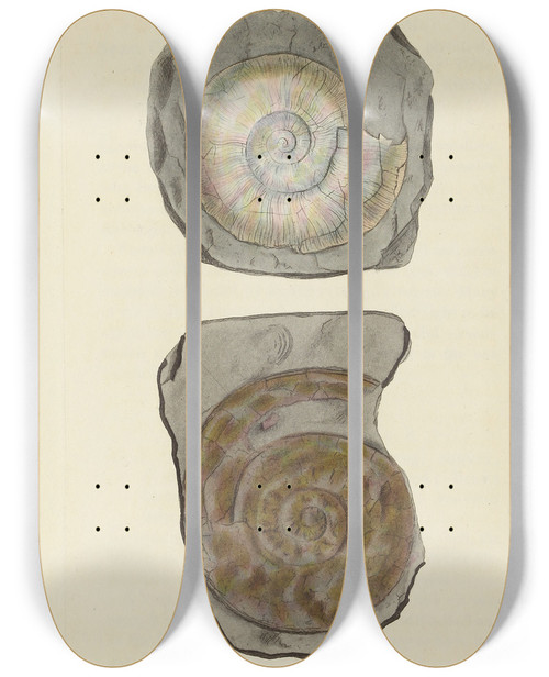 Triptych art skateboard deck of James Sowerby The Mineral Conchology Of Great Britain Pl530 by James Sowerby (1757-1822)