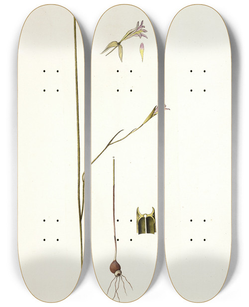Triptych art skateboard deck of Nikolaus Joseph Freiherr Von Jacquin Gladiolus Tristis Prioris Varietas by Nikolaus Joseph Freiherr Von Jacquin (1727-1817)