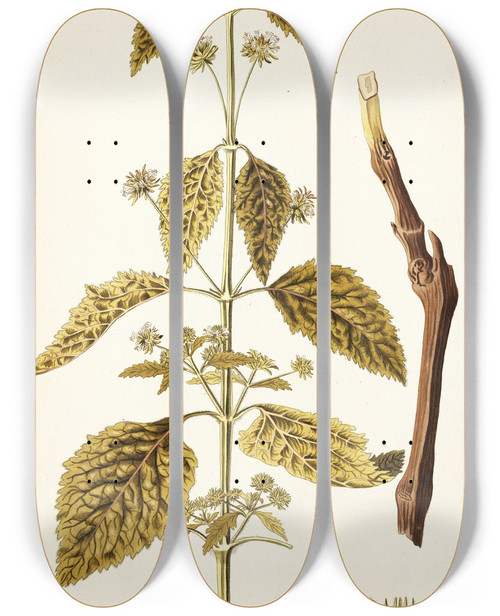 Triptych art skateboard deck of Nikolaus Joseph Freiherr Von Jacquin Hyptis Capitata by Nikolaus Joseph Freiherr Von Jacquin (1727-1817)