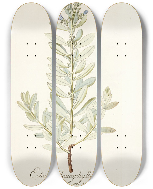 Triptych art skateboard deck of Nikolaus Joseph Freiherr Von Jacquin Echium Glaucophyllum by Nikolaus Joseph Freiherr Von Jacquin (1727-1817)