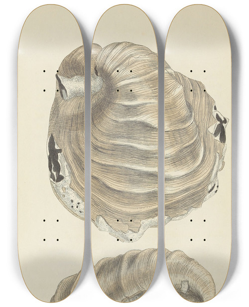 Triptych art skateboard deck of James Sowerby The Mineral Conchology Of Great Britain Pl523 by James Sowerby (1757-1822)