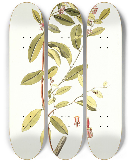 Triptych art skateboard deck of Nikolaus Joseph Freiherr Von Jacquin Andromeda Coriacea by Nikolaus Joseph Freiherr Von Jacquin (1727-1817)