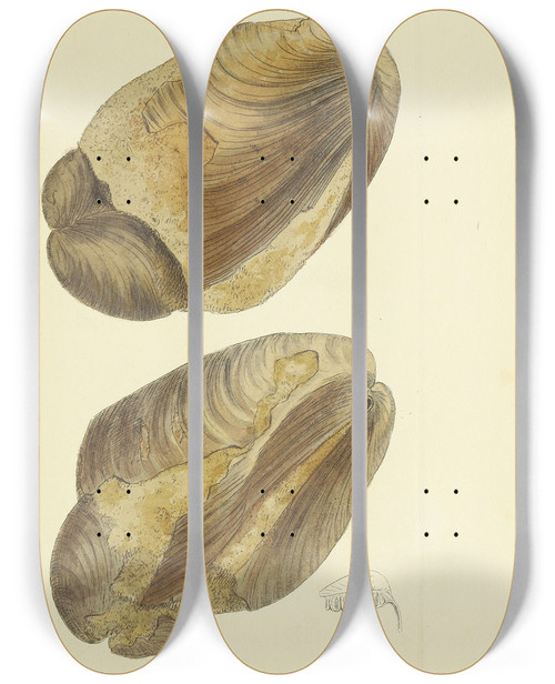 Triptych art skateboard deck of James Sowerby The Mineral Conchology Of Great Britain Pl525 by James Sowerby (1757-1822)