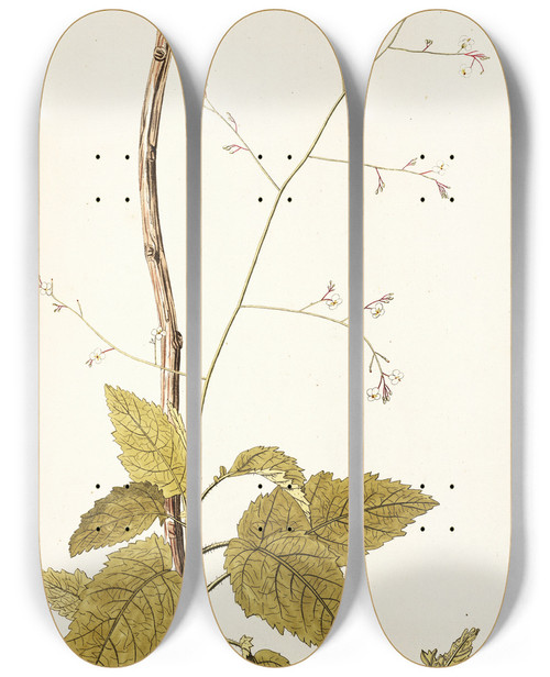 Triptych art skateboard deck of Nikolaus Joseph Freiherr Von Jacquin Myagrum Arborescens by Nikolaus Joseph Freiherr Von Jacquin (1727-1817)