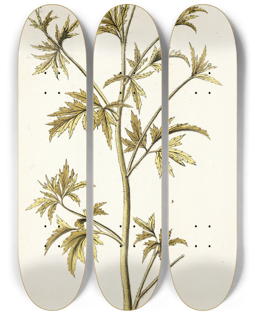 Triptych art skateboard deck of Nikolaus Joseph Freiherr Von Jacquin Ranunculus Canadensis by Nikolaus Joseph Freiherr Von Jacquin (1727-1817)