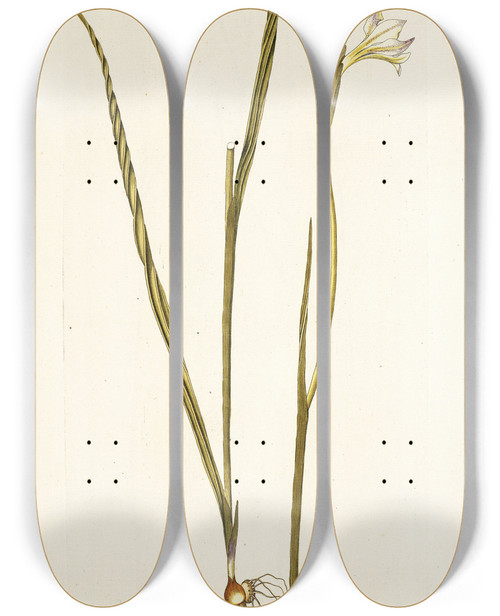 Triptych art skateboard deck of Nikolaus Joseph Freiherr Von Jacquin Gladiolus Tristis Varietas by Nikolaus Joseph Freiherr Von Jacquin (1727-1817)