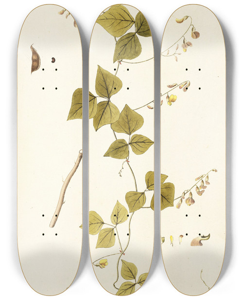 Triptych art skateboard deck of Nikolaus Joseph Freiherr Von Jacquin Glycine Caribaea by Nikolaus Joseph Freiherr Von Jacquin (1727-1817)
