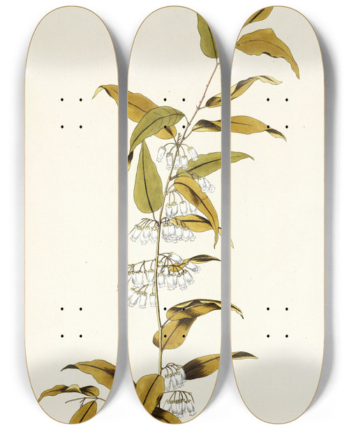 Triptych art skateboard deck of Nikolaus Joseph Freiherr Von Jacquin Andromeda Lucida by Nikolaus Joseph Freiherr Von Jacquin (1727-1817)