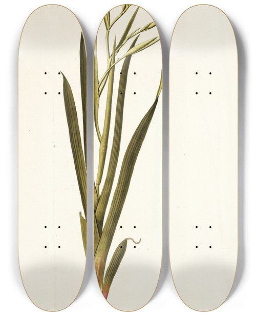 Triptych art skateboard deck of Nikolaus Joseph Freiherr Von Jacquin Gladiolus Undulatus by Nikolaus Joseph Freiherr Von Jacquin (1727-1817)
