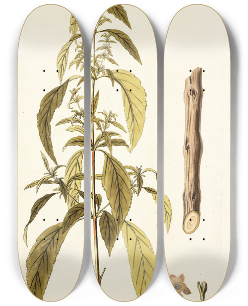 Triptych art skateboard deck of Nikolaus Joseph Freiherr Von Jacquin Hyptis Verticillata by Nikolaus Joseph Freiherr Von Jacquin (1727-1817)