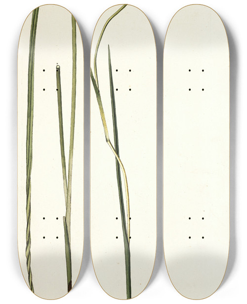 Triptych art skateboard deck of Nikolaus Joseph Freiherr Von Jacquin Gladiolus Tristis by Nikolaus Joseph Freiherr Von Jacquin (1727-1817)