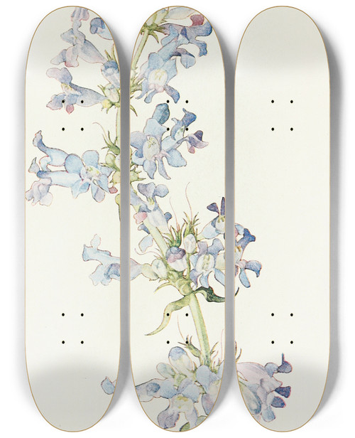 Triptych art skateboard deck of Margaret Armstrong Penstemon Cyananthus by Margaret Armstrong (1867-1944)