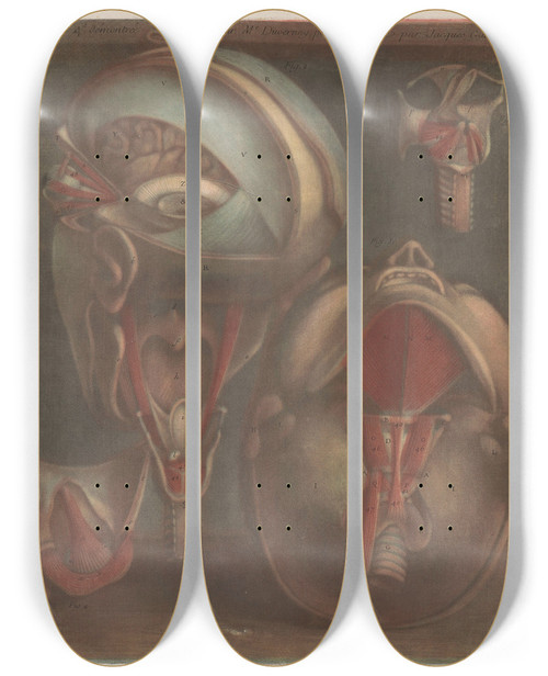 Triptych art skateboard deck of Jacques Fabien Gautier Dagoty Two Heads With The Veins Visible With The Larynx And Vocal Cords In Detail by Jacques Fabien Gautier d'Agoty (1711-1786)